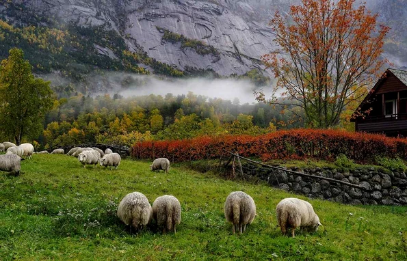 Turmă de oi (foto: Pixabay)