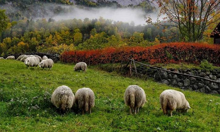 Turmă de oi (foto: Pixabay)