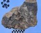 Amprenta unui câine, descoperită într-o cărămidă din situl Tavşanlı Höyük