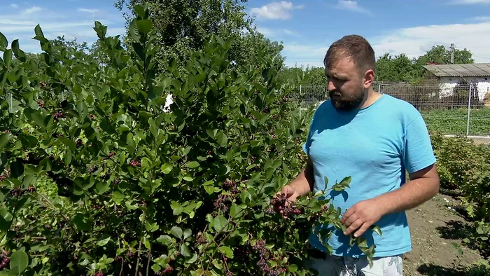 Boabele de aronia sunt acrișoare dar sănătoase. FOTO Iulian Bunilă