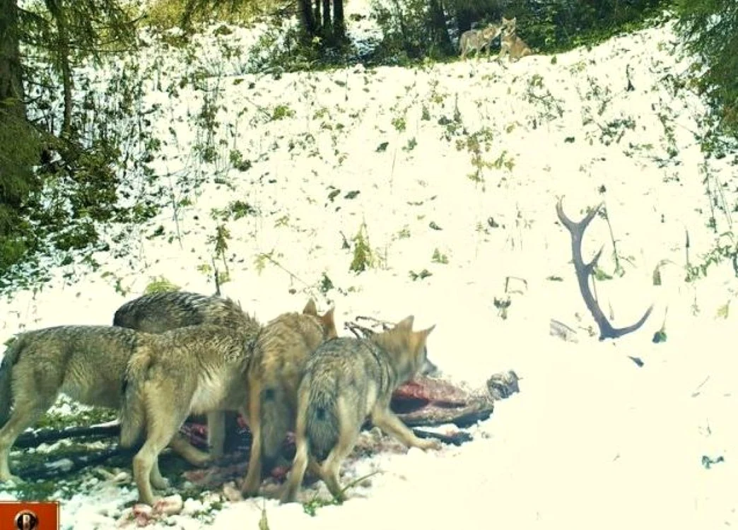 Lupii devorează cadavrul unui cerb. Sursa foto: Facebook/ Parcul Natural Apuseni