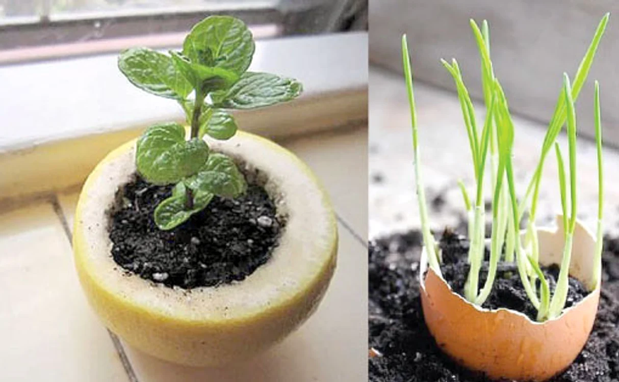 
    Planta potrivită în funcţie de zodie are, de obicei, culoarea preferată de semnul respectiv  