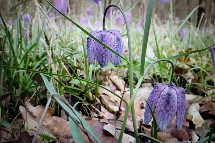 Laleaua pestriţă este înflorită în această perioadă Foto: Alin Ion