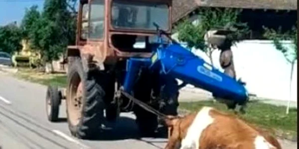 VAca tarata dupa tractor