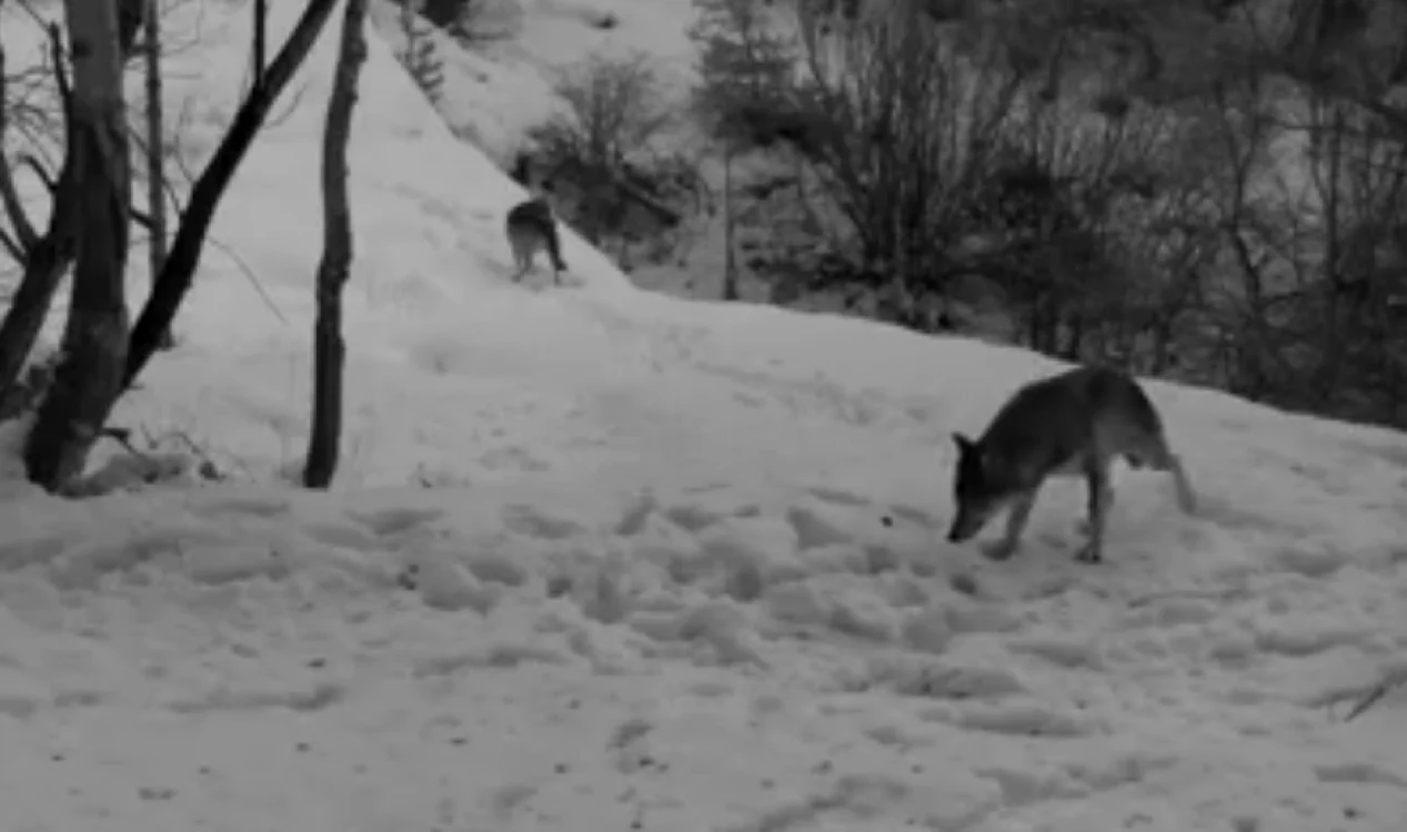 Lupi filmaţi în mediul lor natural