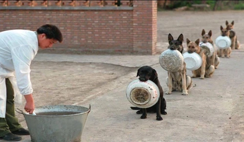 Câinii poliţişti din China îşi aşteaptă rândul la masă  jpeg