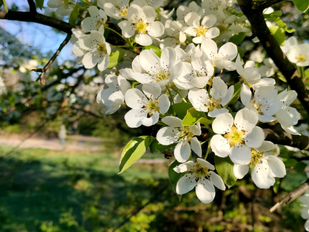 Foto zi si noapte cu realme 9 Pro