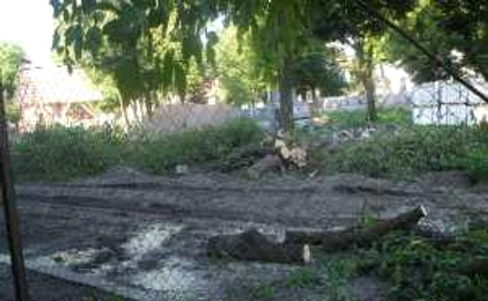 Copaci tăiaţi în zona Parcului Custozza