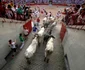 Festivalul San Fermin de la Pamplona  ediţia 2017 FOTO Guliver / Getty Images / Pablo Blazquez Dominguez