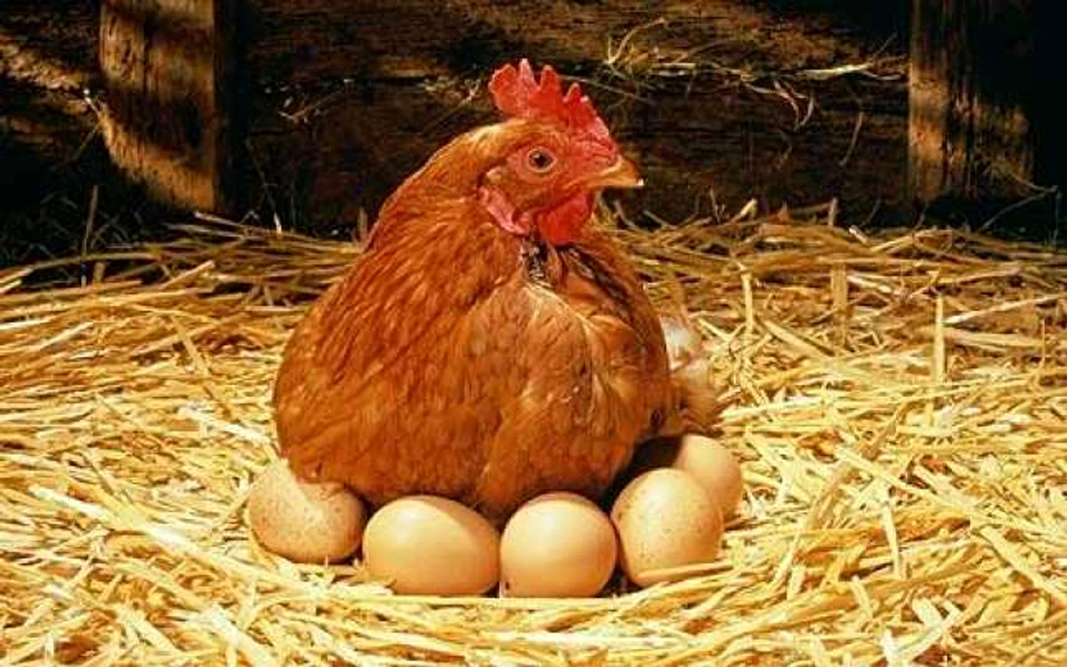 Ouăle de găină sunt în topul consumului