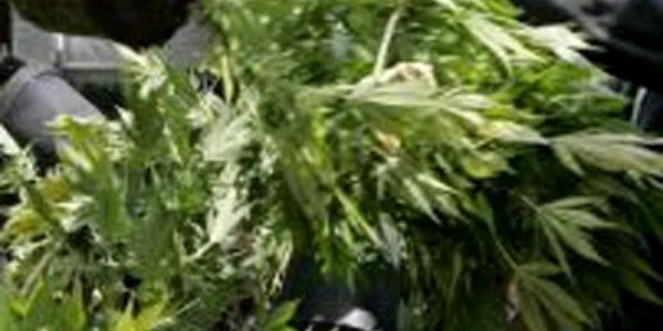 VIDEO Poliţist arestat pentru că a cultivat canabis în apartamentul său