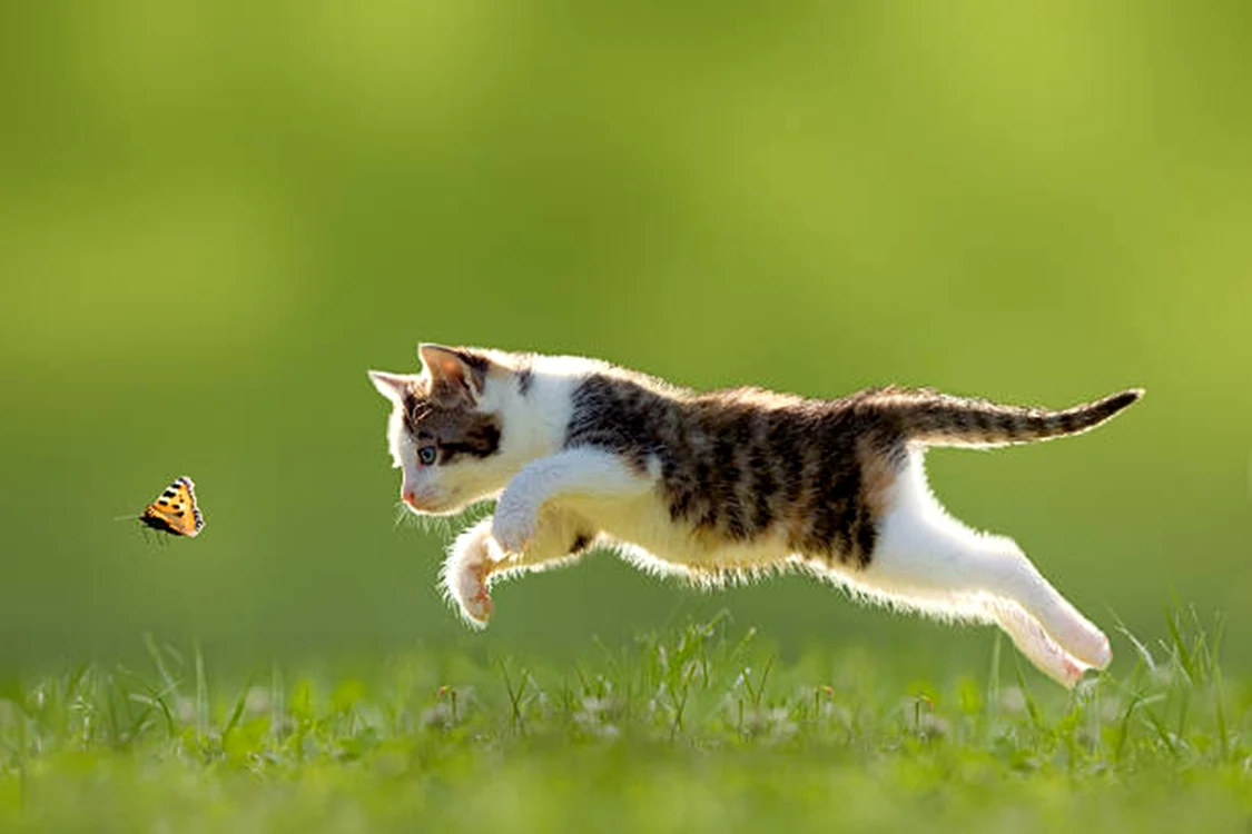 Este un comportament comun printre pisici / foto: IStock
