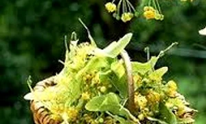 flori de tei pentru farmacia casei images jpeg