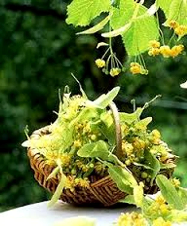 
    Teiul, un tonic pentru sănătatea noastrăSursa foto: Arhiva Click  