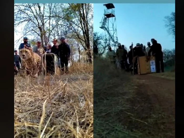 O pereche de gheparzi a fost eliberată în sălbăticie, FOTO Captură video Facebook Bhupender Yadav