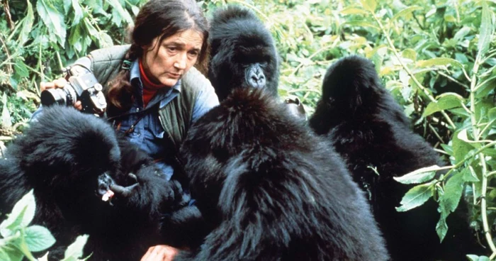 dian fossey