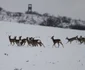 caprioare alba