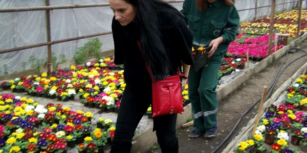 Florile ADPP sunt mai ieftine decât cele de pe piaţă
