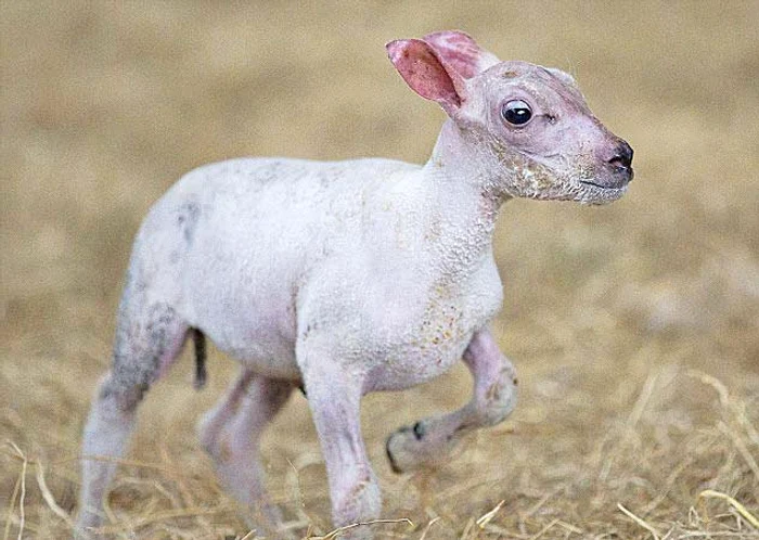 Skippy  s-a născut  complet “spân”