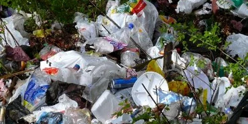 Bacău: Nou născut abandonat de mamă şi devorat de câini