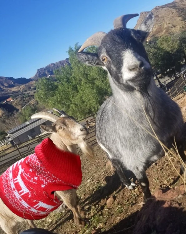 Capra Clyde poartă puloverul cu mândrie, Billy Bob rumegă liniștit - foto Instagram