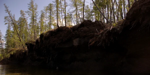 Permafrost în taigaua siberiană FOTO Shutterstock