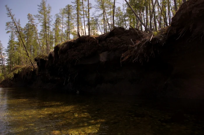 Permafrost în taigaua siberiană FOTO Shutterstock