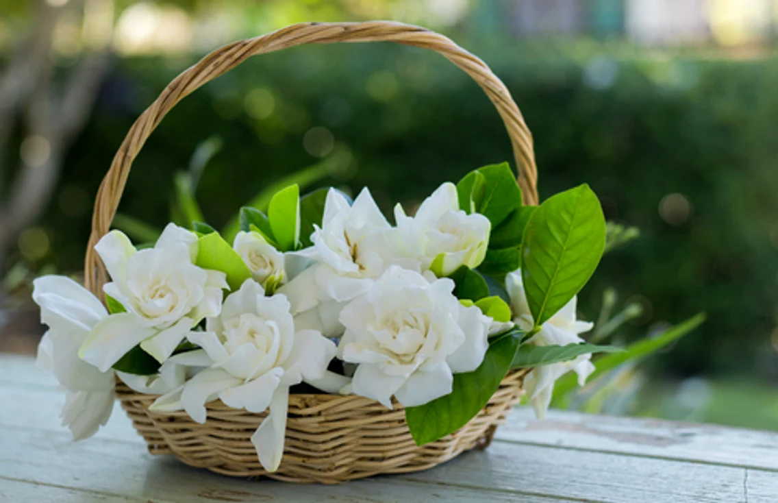 6 gardenia jpg jpeg