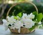 6 gardenia jpg jpeg