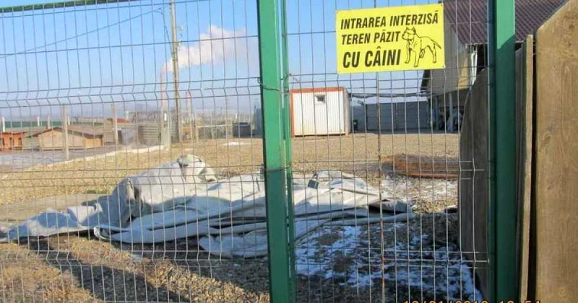 Caini