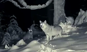 haita de lupi din parcul national calimani foto fb romsilva jpg