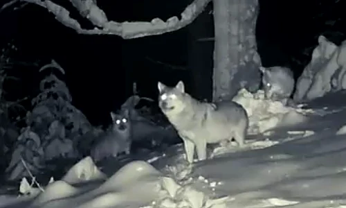 haita de lupi din parcul national calimani foto fb romsilva jpg