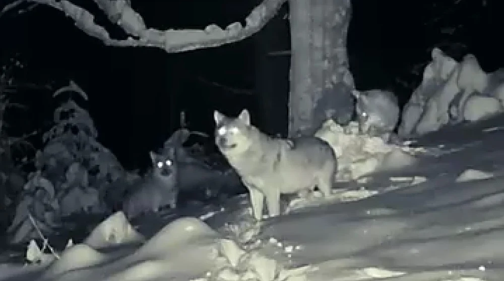 Ce face o haită de lupi când simte omul aproape. Imagini surprinse în Parcul Național Călimani
