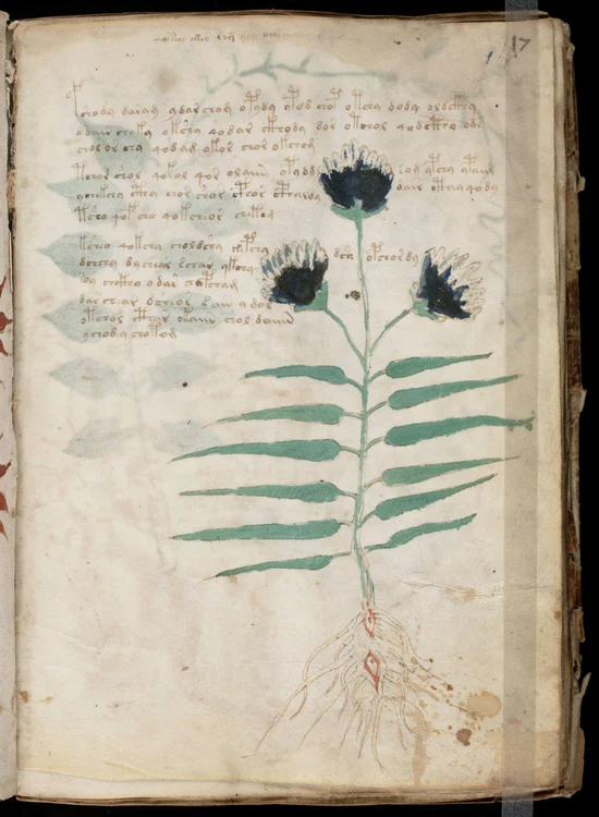 pagina de manuscris