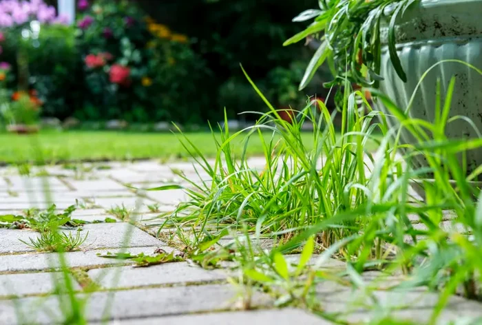 Cum să împiedici apariția buruienilor dintre pavaje.