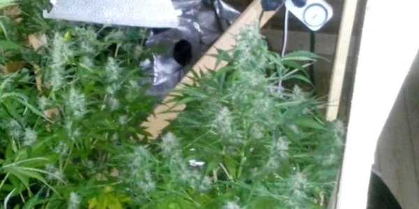 cannabis