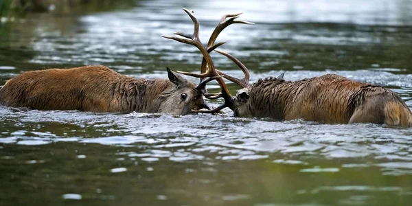 Doi cerbi prinşi în focul luptei pentru împerechere s-au luptat şi în apă nu doar pe uscat în Bushy Park Surrey Marea Britanie FOTO Mark Ollett/Photoland/Caters