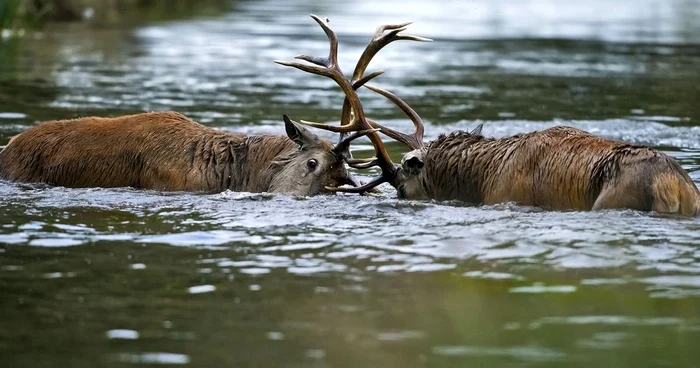 Documentare cu animale sălbatice