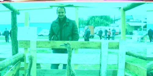 Dan Voica, crescator de struţi 