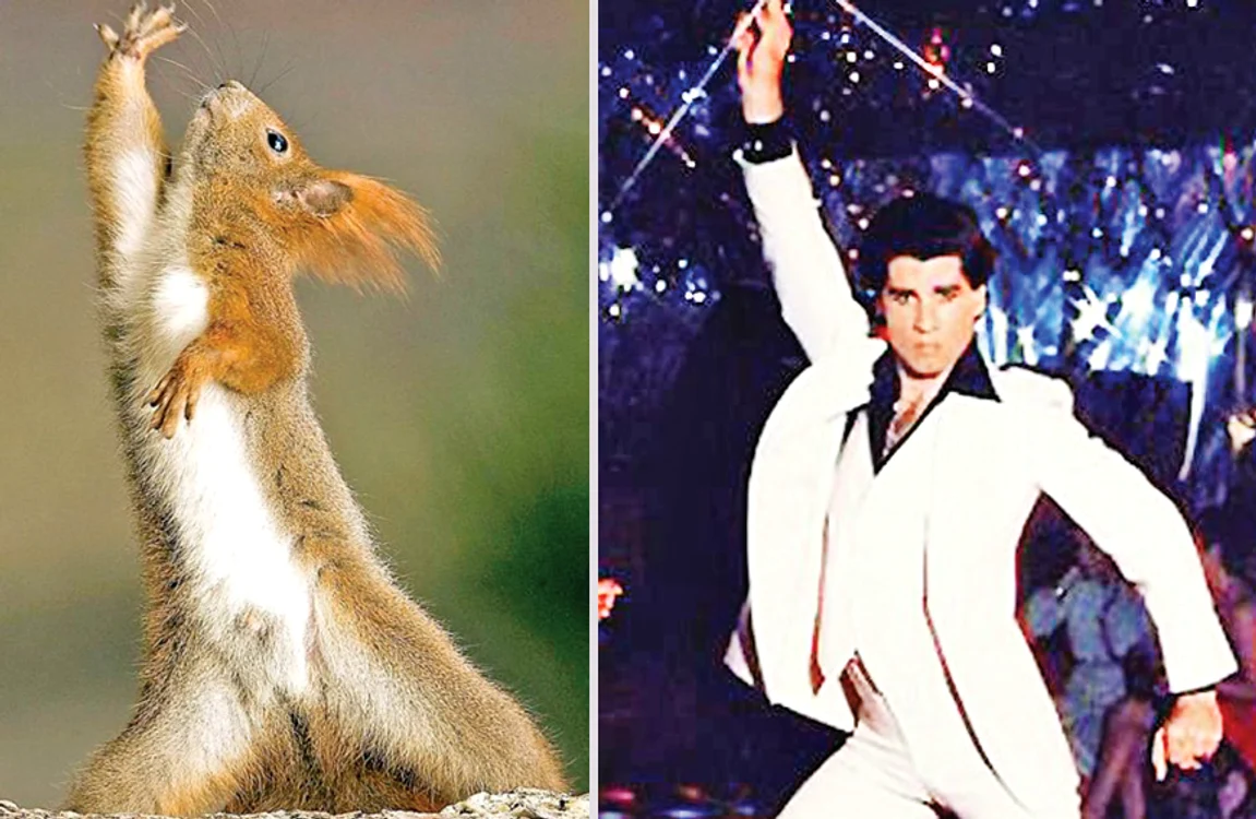 Veveriţa face  mişcările lui  Travolta