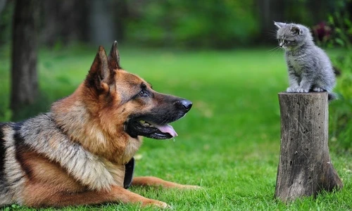 1 77595 original jpg jpeg