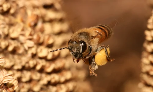 1 67740 original jpg jpeg