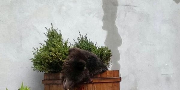 Ursul impuscat la Sibiu1 foto adevarul