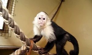 Maimuţa lui Justin Bieber  (Foto: Guliver/SplashNews) jpeg