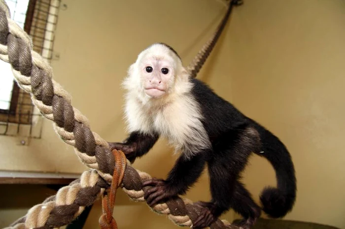 Maimuţa lui Justin Bieber. (Foto: Guliver/SplashNews)