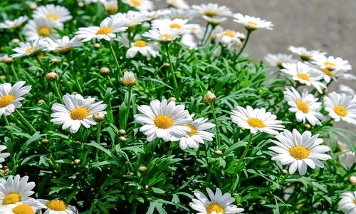 1 75299 original jpg jpeg