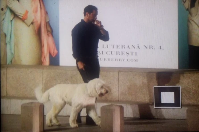 Cățelul lui Robbie Williams, Spencer, a fost surprins la plimbare în zona hotelului Radissonfoto: Mihai Ionescu