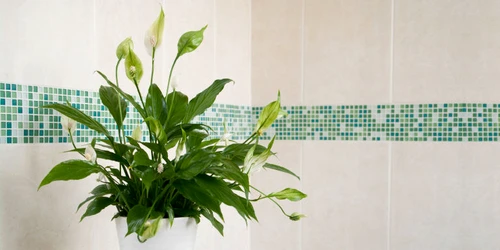 crinul pacii jpg jpeg