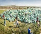 Nicolae al Romaniei Tasuleasa Social actiune ecologizare plastice (1) jpeg