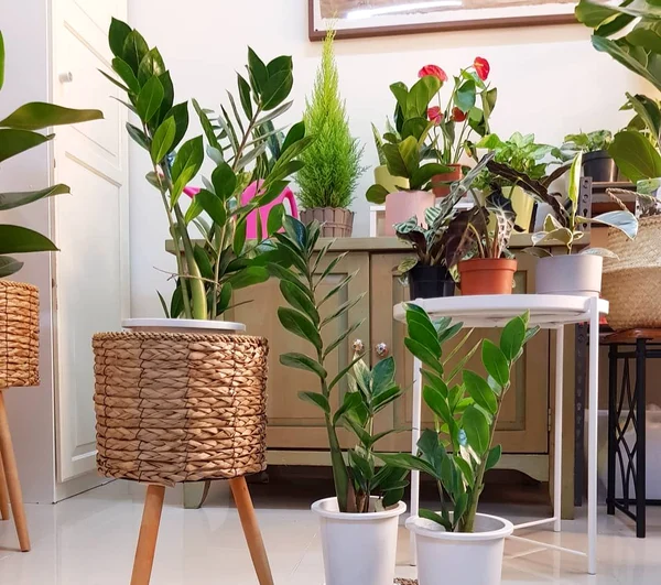 Planta ZZ provine din Africa de Est Foto: Shutterstock